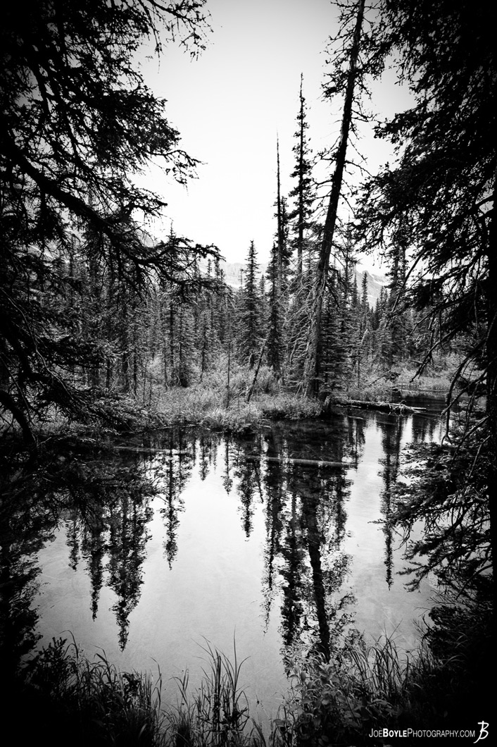 trees-near-the-river-gnp