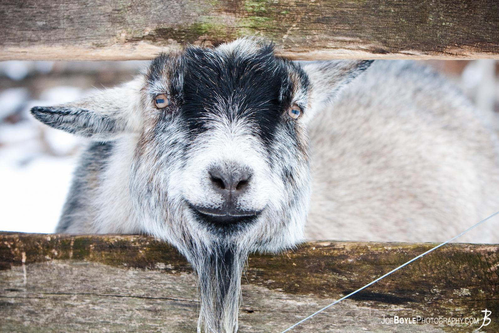 friendly-goat