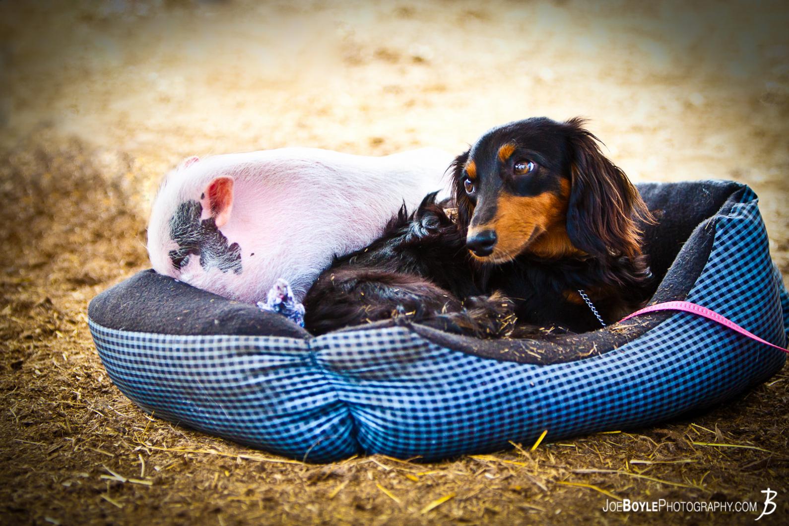 dog-pig-lying-together-in-a-bed