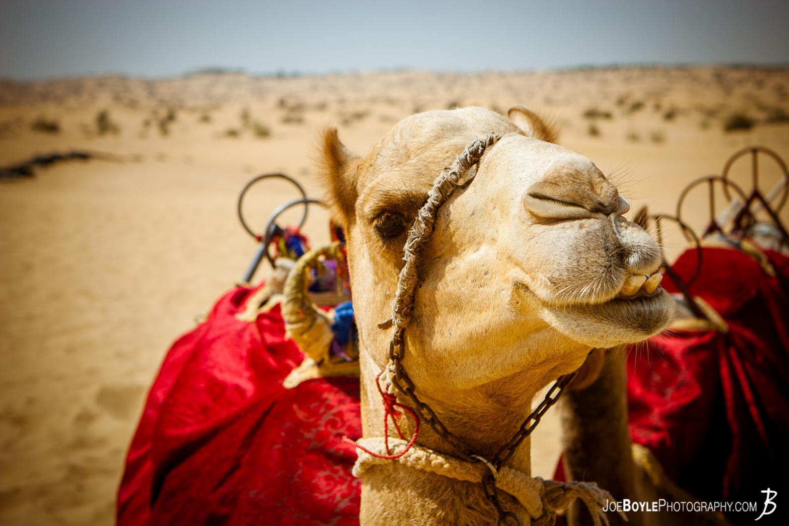 camel-in-dubai-with-saddle