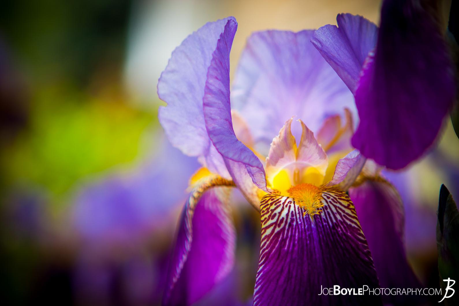 flowers-bearded-iris