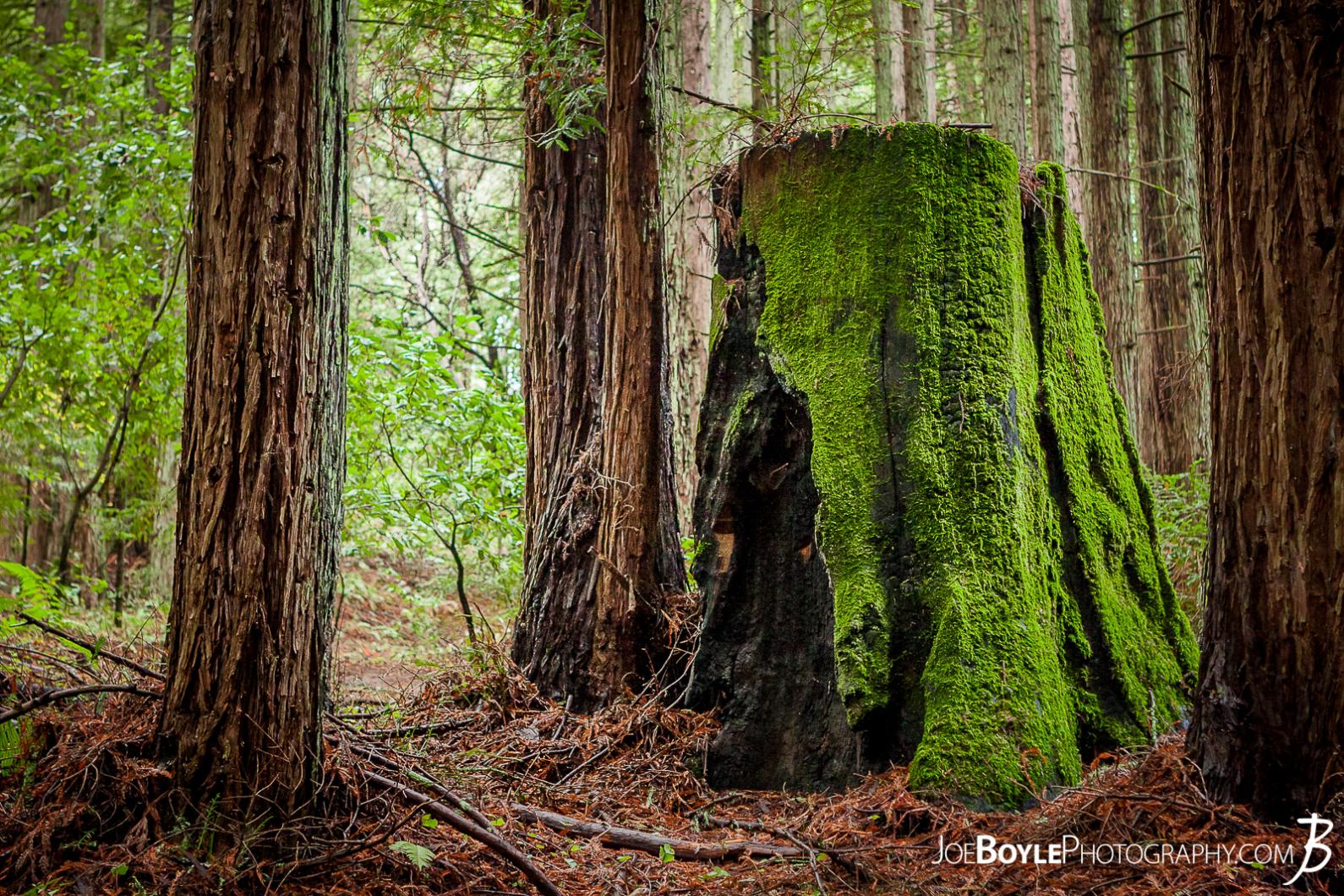 trail-in-the-woods-moss-covered-tree-stump
