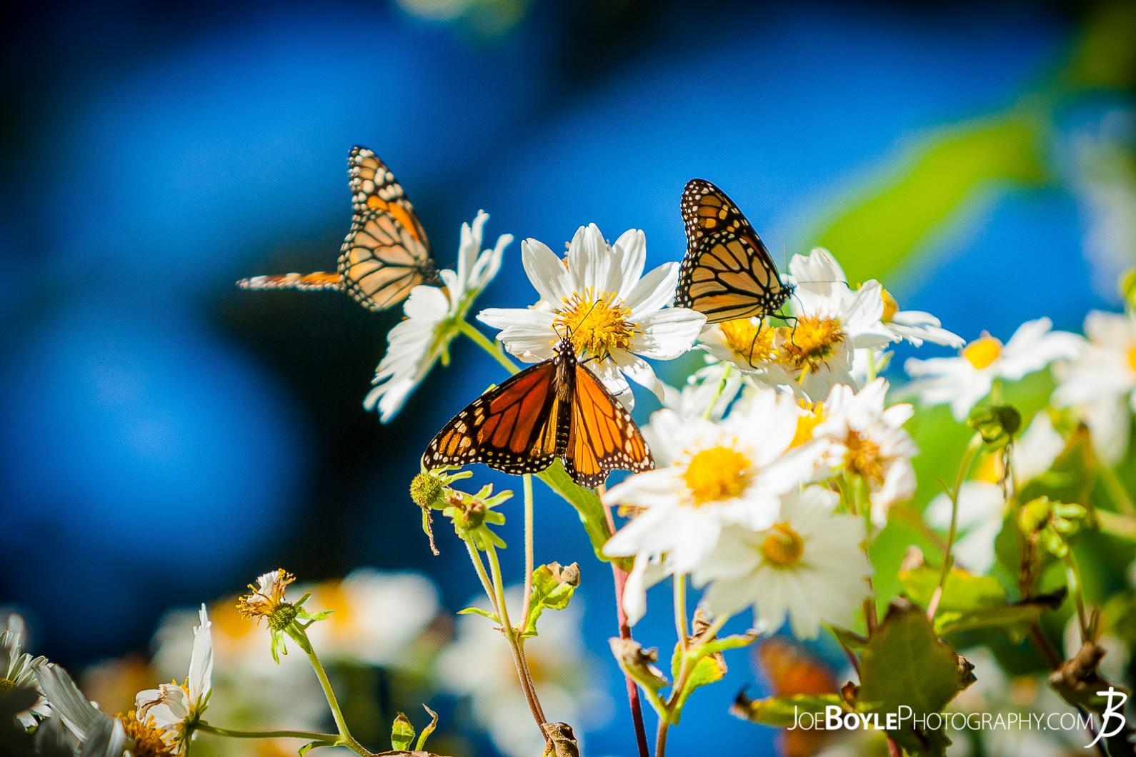 butterflies-on-white-daisies