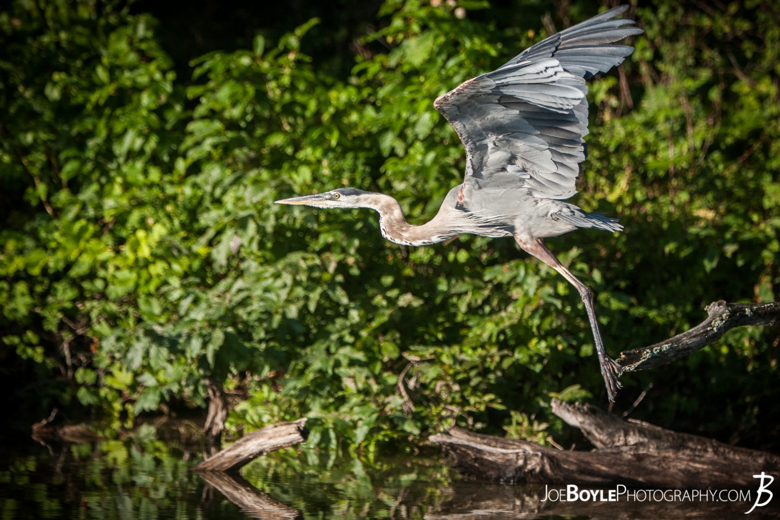 heron-taking-off-for-flight