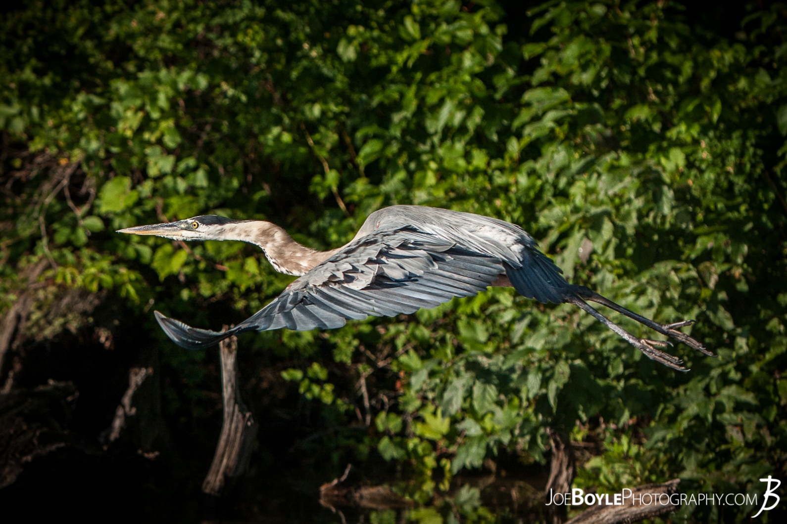 wingspan-of-flying-heron