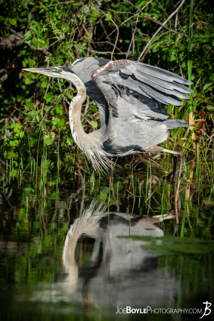 heron-taking-off-for-flight-with-lake-reflection