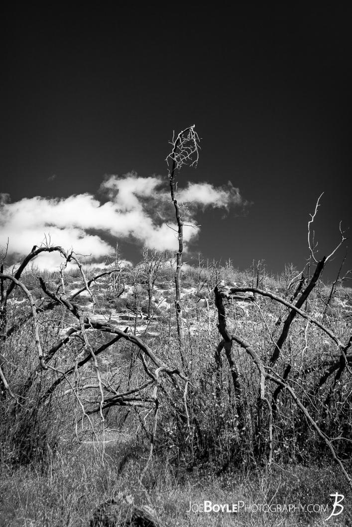 gnarly-withered-surreal-cool-looking-trees-black-white-portrait