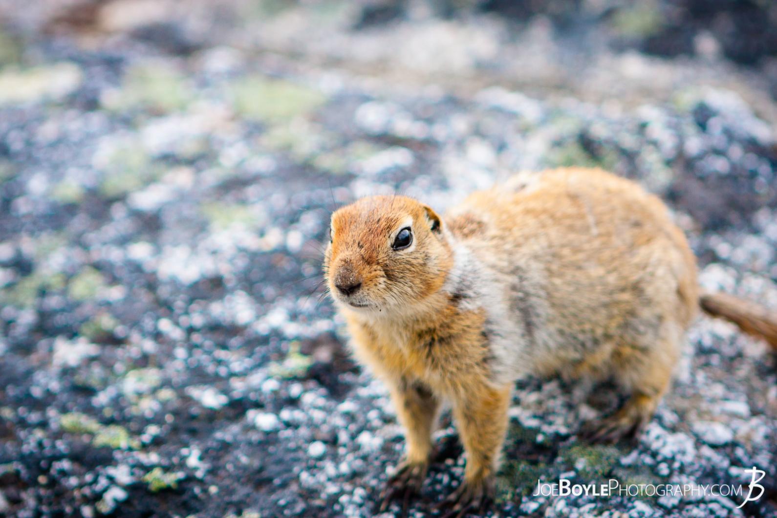 wildlife-squirrel-on-the-kesugi-ridge-trail-alaska