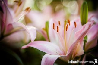 pink-lily