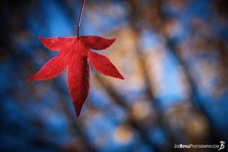 fall-autumn-tree-red-leaf
