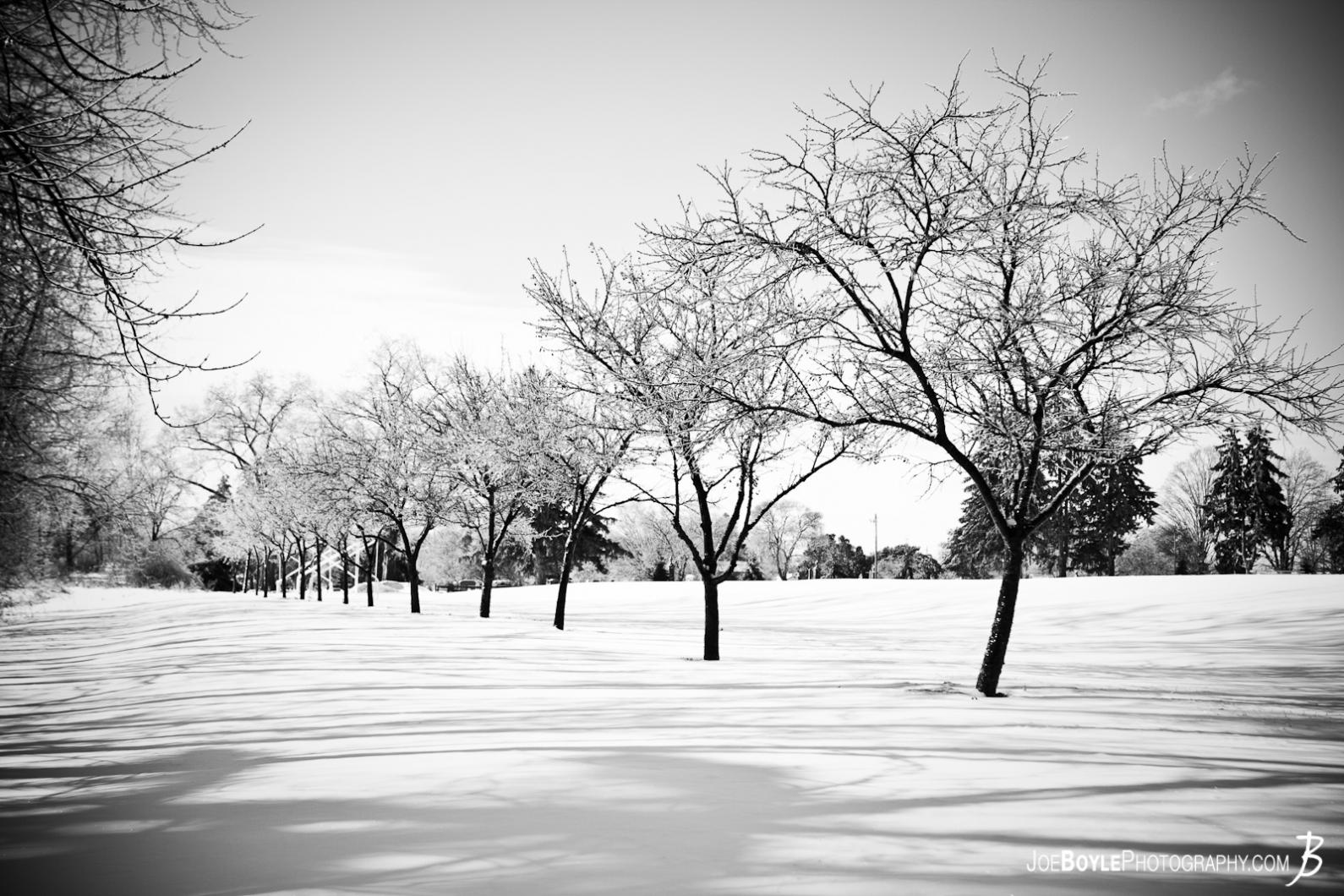 I captured this photo of uniform trees right after a snow storm came through the area.