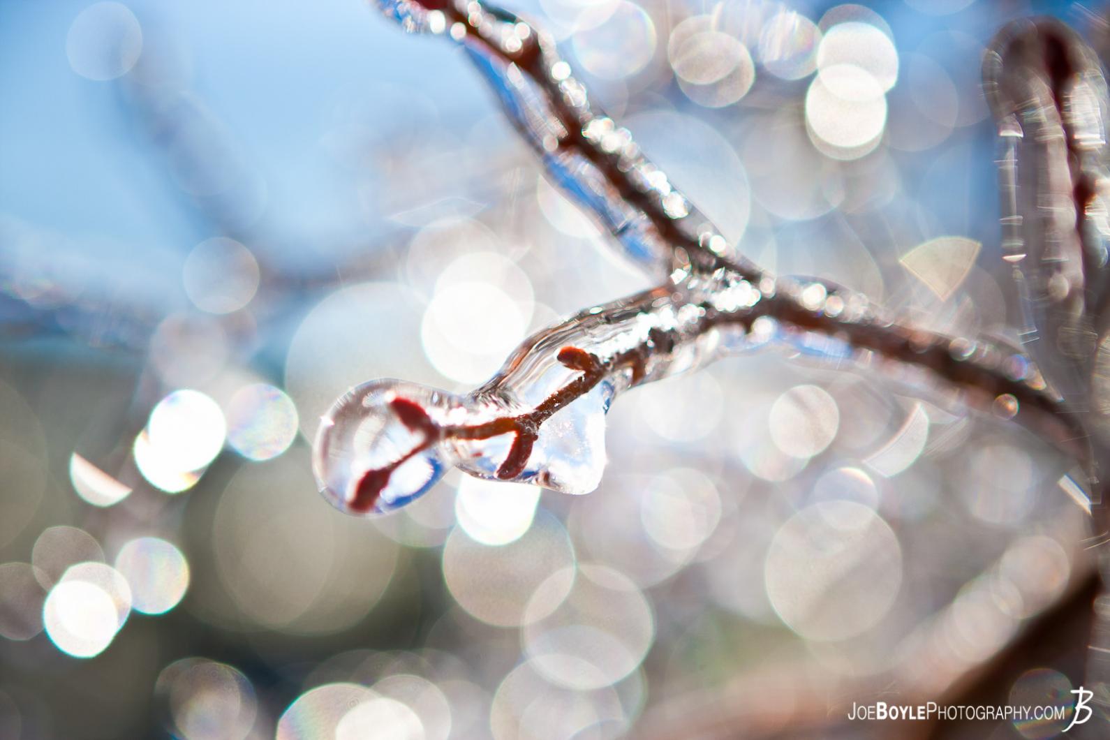 I captured this photo of a tree branch covered in ice after an ice storm came through the Cleveland area.