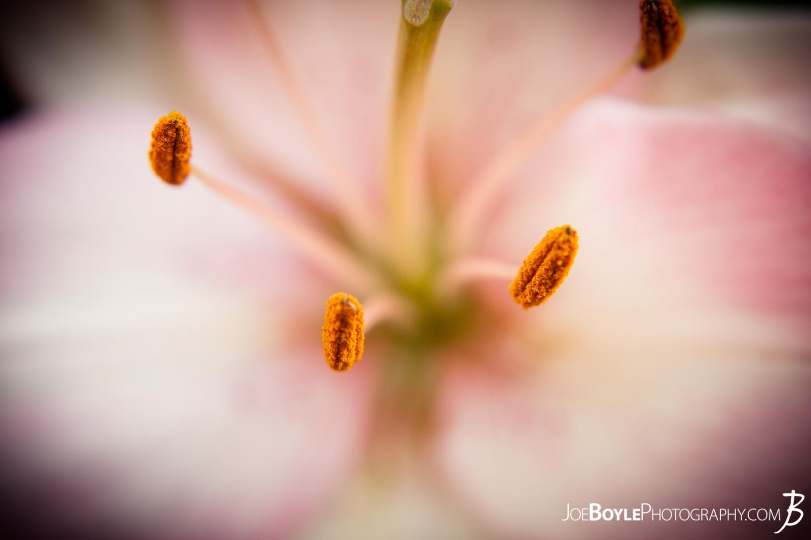 I took this image of these pink lilies on one, sunny afternoon. I walked past these flowers for a few days before finally remembering to bring my camera with me!