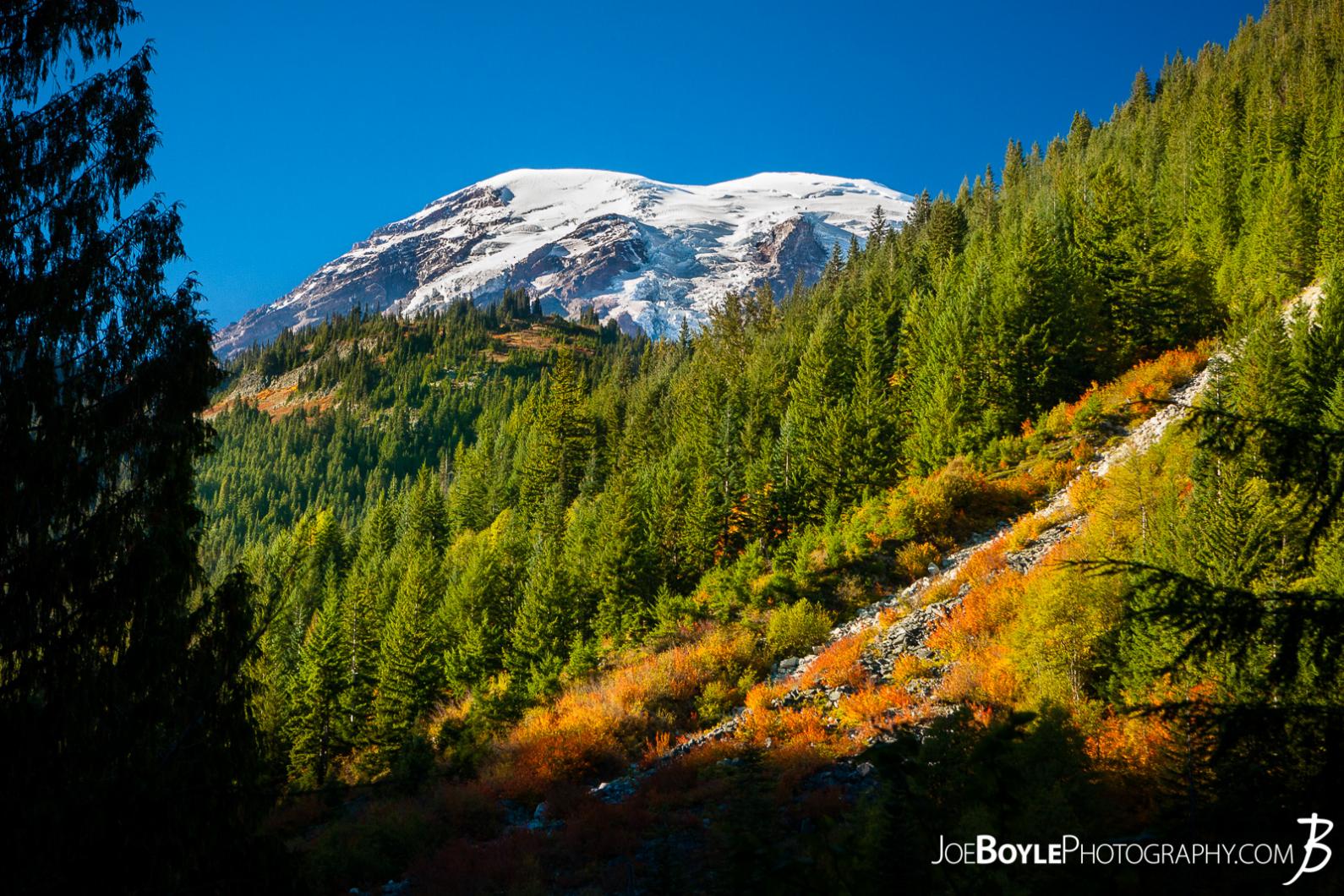 On our way to the Paradise River Campground we were able to see the sunset on Mount Rainier and the few trees and bushes that were already turning fire red and orange for the approaching Autumn season