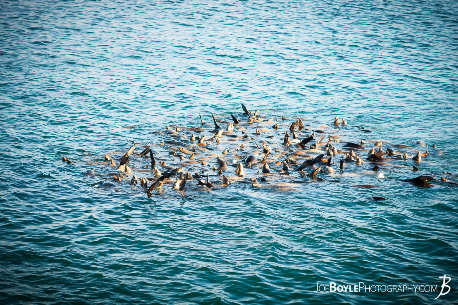I was on a trip visiting a good friend of mine in Monterey and off of one of the many piers in Monterey we witnessed this school, properly known as a harem, of Sea Lions!